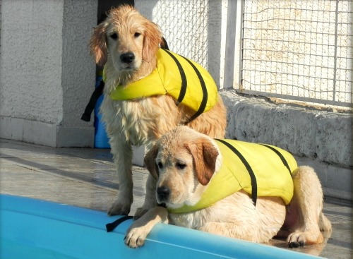 Goldens curtem a piscina do Pet Hotel Dog Life de São Paulo