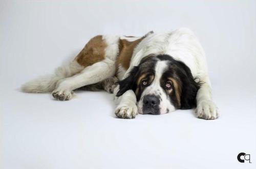 Qualquer cadela pode apresentar sintomas de Pseudociese, afirma especialista