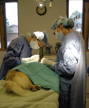 Estudos realizados na Europa indicam que a taxa de risco anestésico em cão é de cerca de um em cada 1000 cães, afirma vet Aline Tako